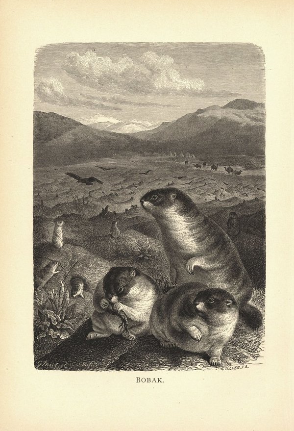 Bobak, Steppenmurmeltier. Buchillustration (Holzschnitt) von 1890
