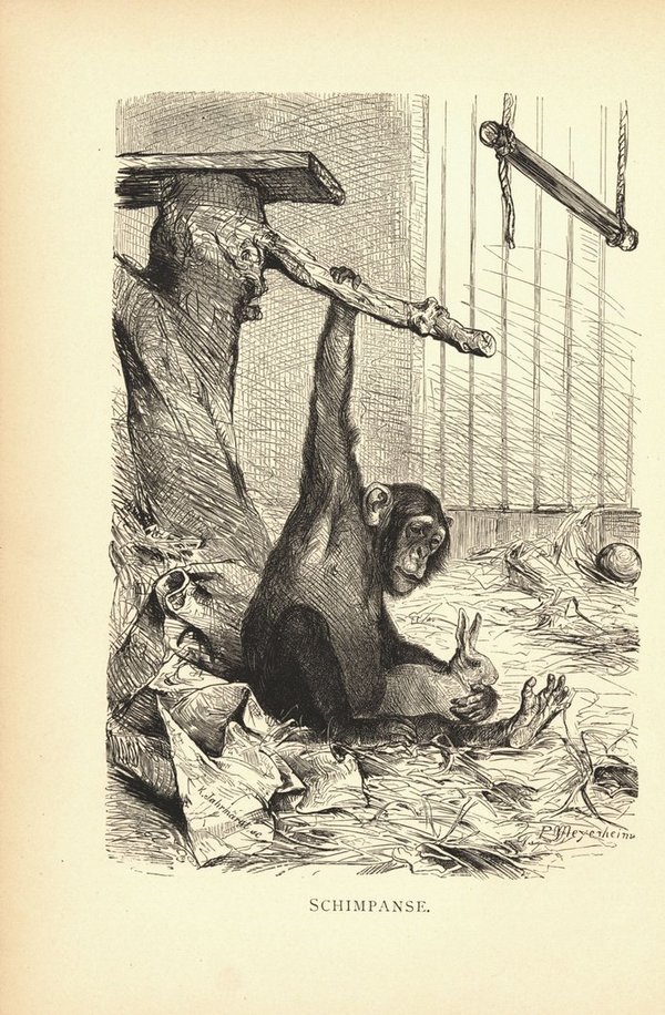 Schimpanse, Affe. Buchillustration von 1890