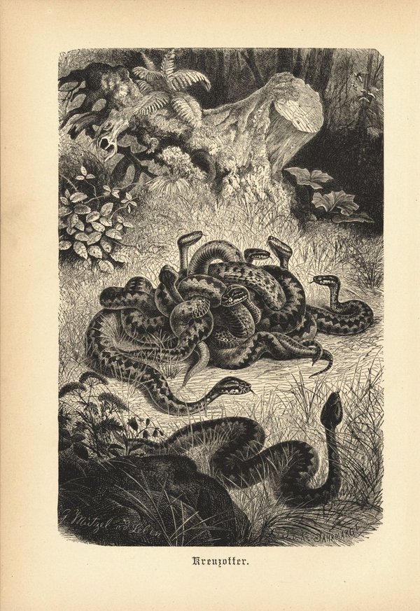 Kreuzotter, Schlange. Buchillustration (Holzschnitt) von 1890