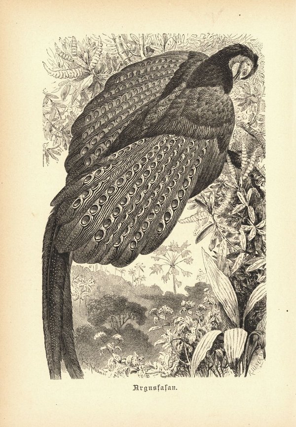 Argusfasan, Vogel. Buchillustration (Holzschnitt) von 1890