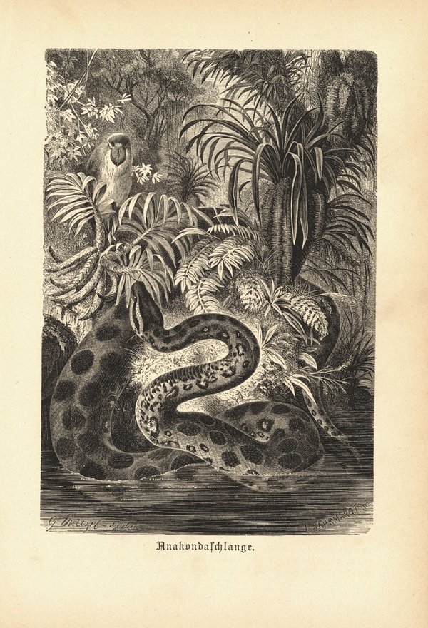 Anakonda, Schlange. Buchillustration (Holzschnitt) von 1890