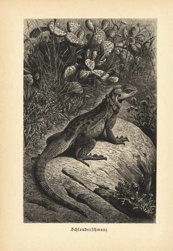 Schleuderschwanz, Echse. Buchillustration (Holzschnitt) von 1890