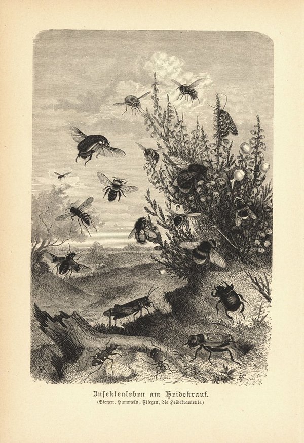 Insekten am Heidekraut, Bienen, Hummeln, Fliegen. Buchillustration (Holzschnitt) von 1890
