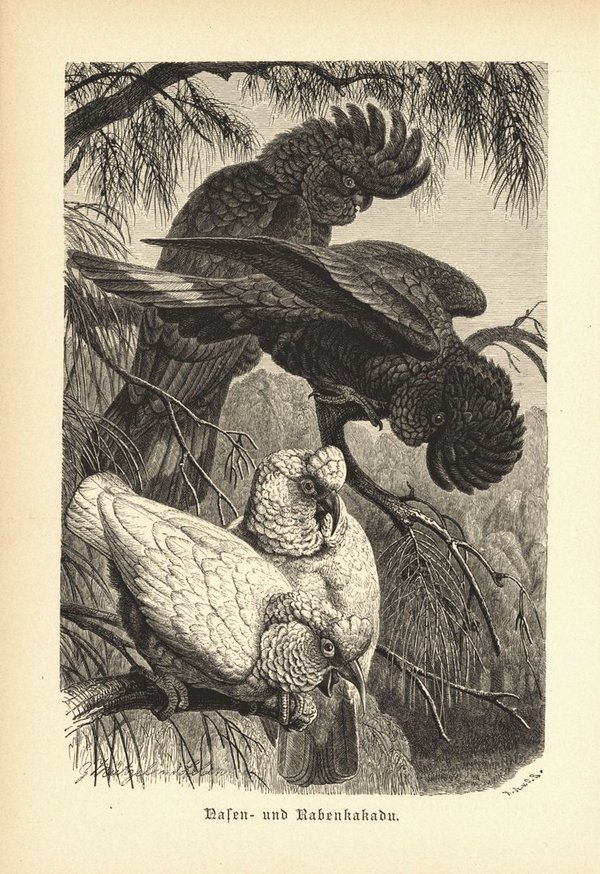 Nasen- oder Rabenkakadu, Papagei. Buchillustration (Holzschnitt) von 1890