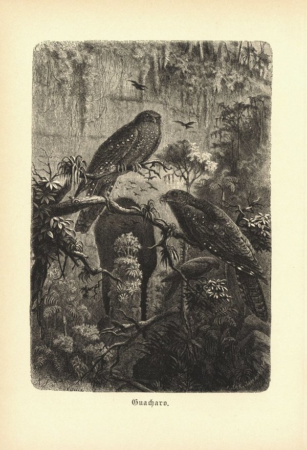 Guácharo oder Fettschwalm, Vogel. Buchillustration (Holzschnitt) von 1890