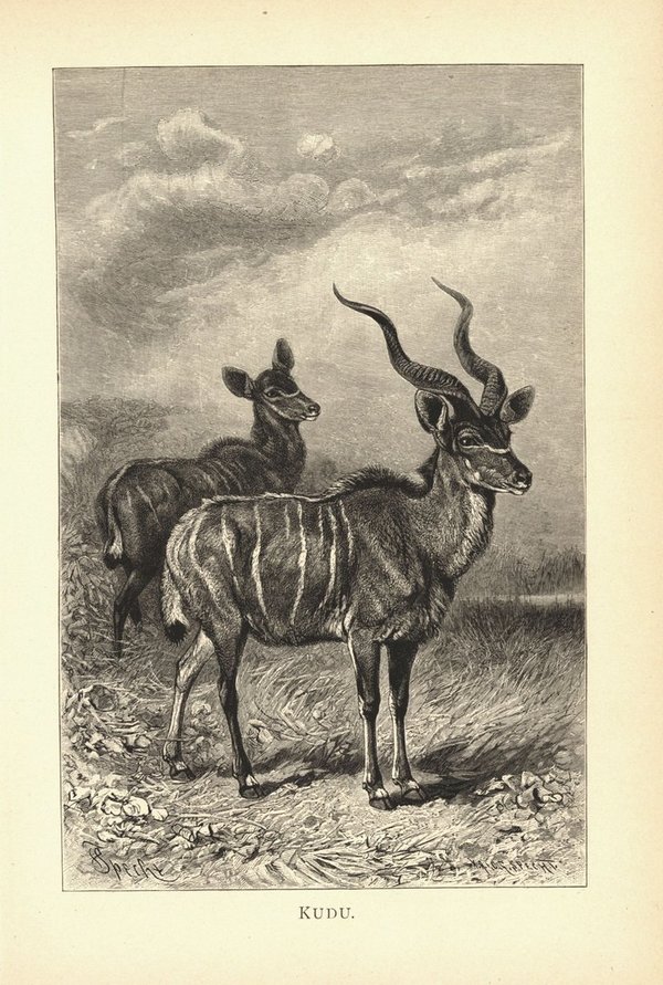 Kudu, Antilope. Buchillustration (Holzschnitt) von 1890