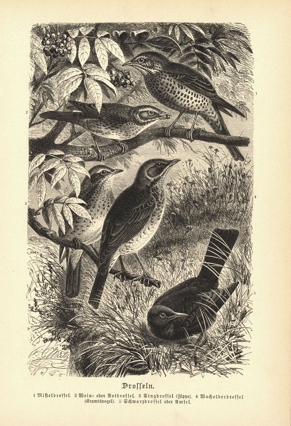 Drosseln, Vogel. Buchillustration (Holzschnitt) von 1890