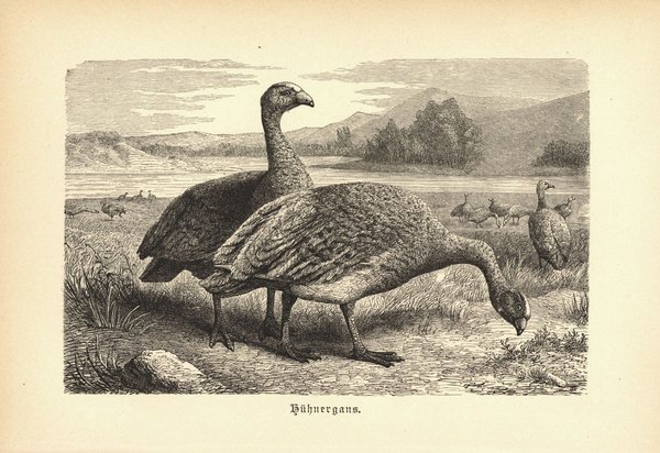 Hühnergans, Vögel. Buchillustration (Holzschnitt) von 1890