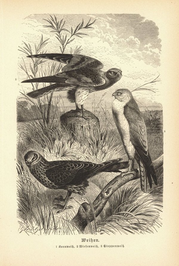 Weihen, Kornweihe u.a. Vögel. Buchillustration (Holzschnitt) von 1890