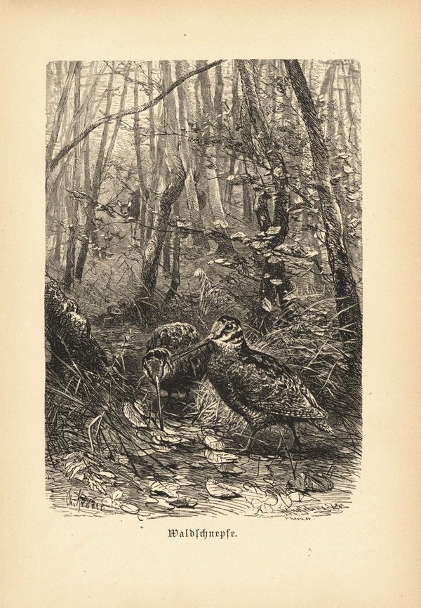 Waldschnepfe, Vogel . Buchillustration (Holzschnitt) von 1890