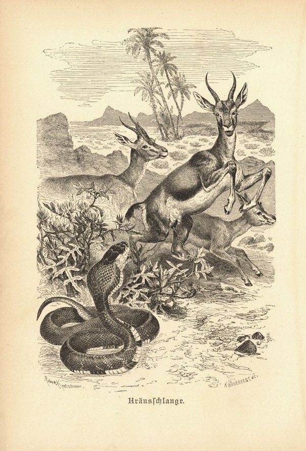 Kräusschlange mit Antilopen. Buchillustration (Holzschnitt) von 1890