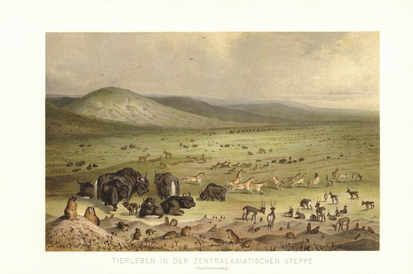 Tierleben in der zentralasiatischen Steppe. Lithografie von 1892