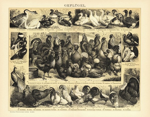 Geflügel, Hühner, Enten, Gänse. Lithografie von 1920