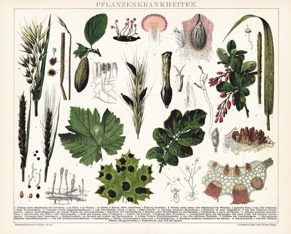 Pflanzenkrankheiten. Lithografie von 1920