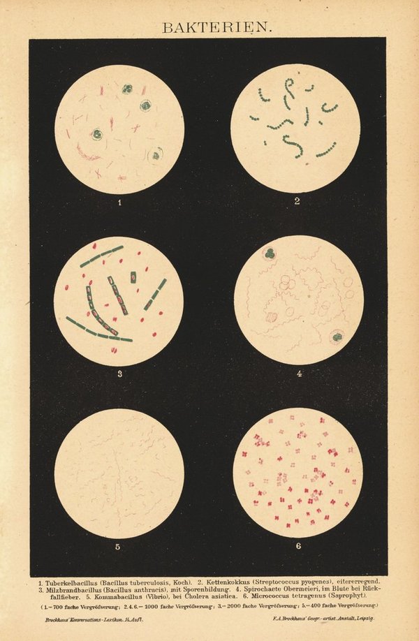 Bakterien. Buchillustration von 1920
