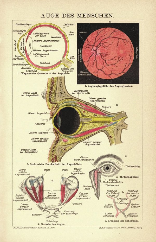 Auge des Menschen. Lithografie von 1920