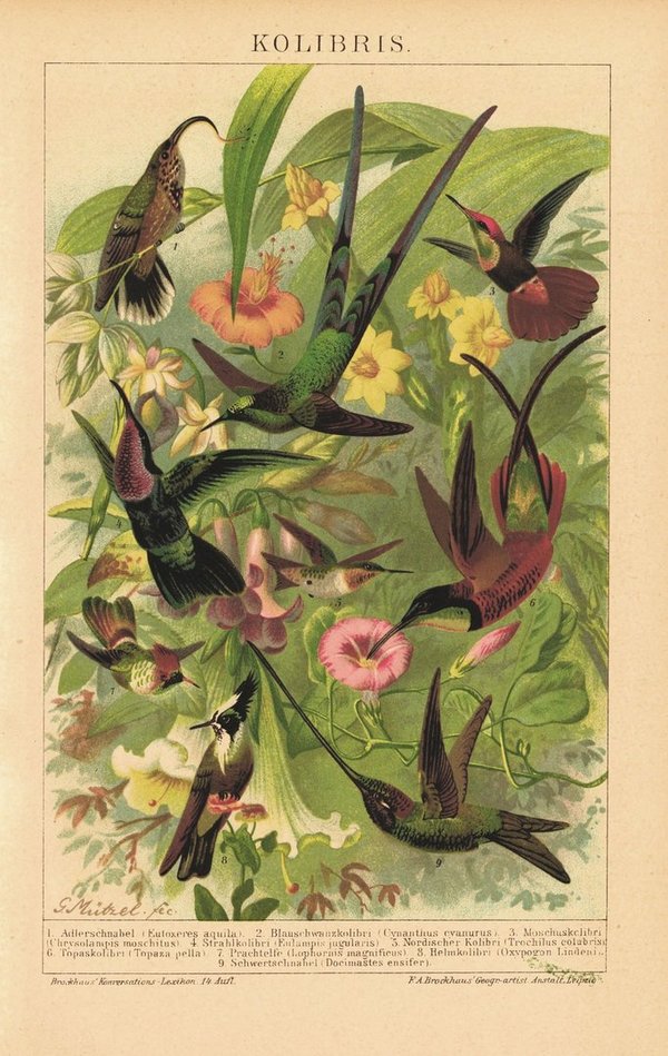 Kolibris. Lithografie von 1920