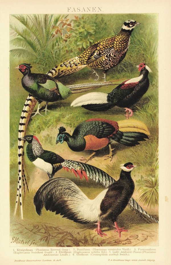 Fasanen Vögel. Lithografie von 1920