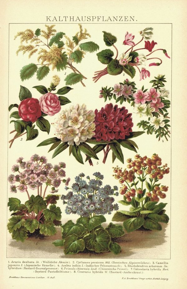 Kalthauspflanzen. Lithografie von 1920