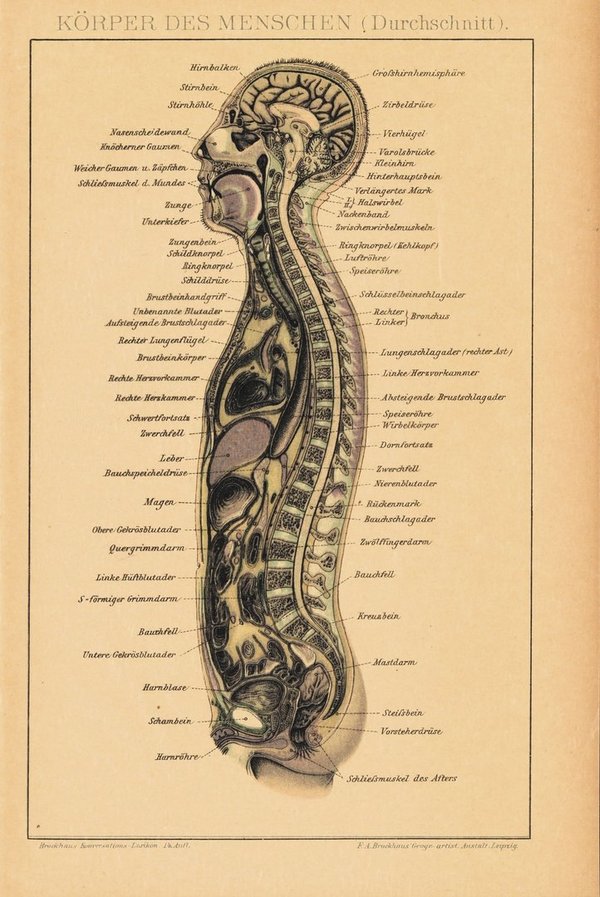 Körper des Menschen, Durchschnitt. Lithografie von 1920