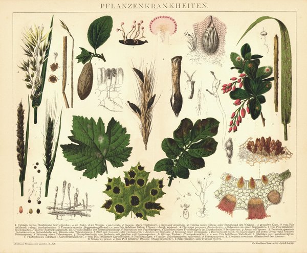 Pflanzenkrankheiten. Lithographie von 1894