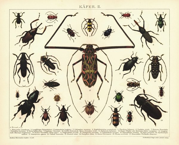 Käfer II. Lithographie von 1894