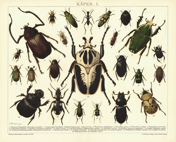 Käfer I. Lithographie von 1894