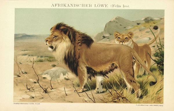 Afrikanischer Löwe. Lithographie von 1894