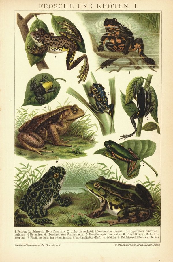 Frösche und Kröten. Lithographie von 1894