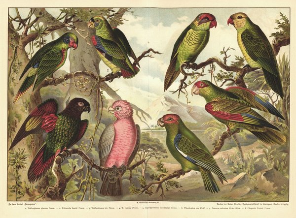 Papageien. Lithographie von 1892