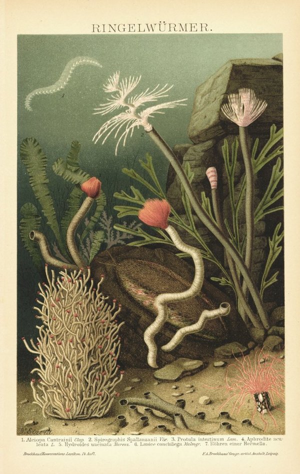 Ringelwürmer. Lithographie von 1895