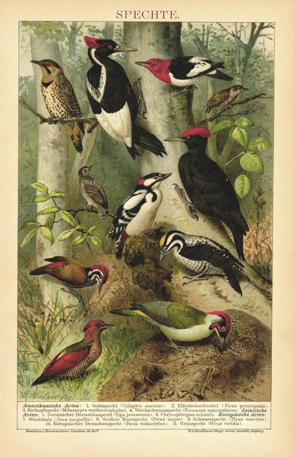Spechte, Vögel. Lithographie von 1895