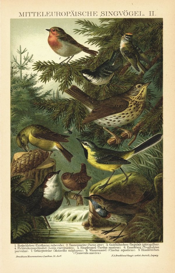 Mitteleuropäische Singvögel II. Lithographie von 1895