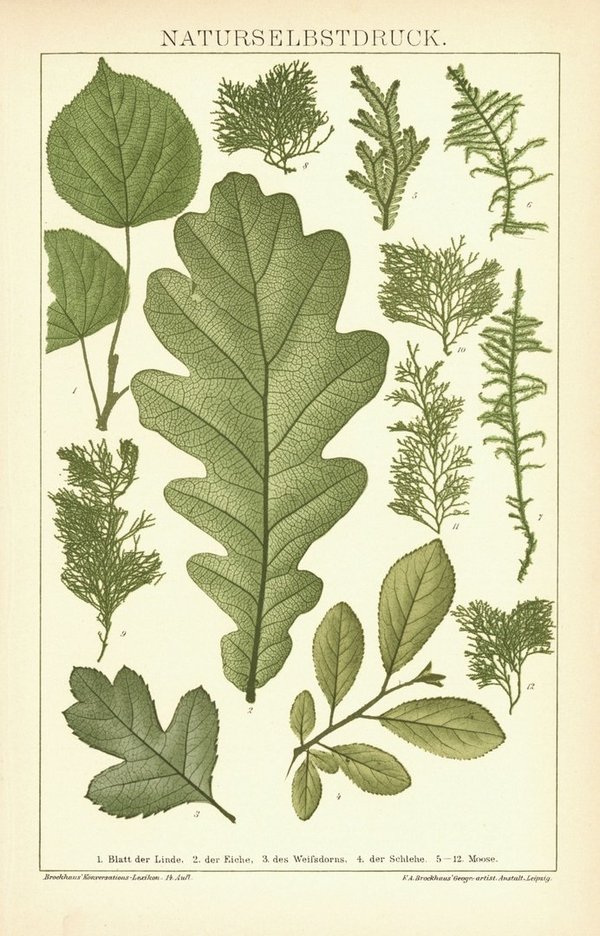 Naturselbstdruck, Blätter. Buchillustration  von 1894