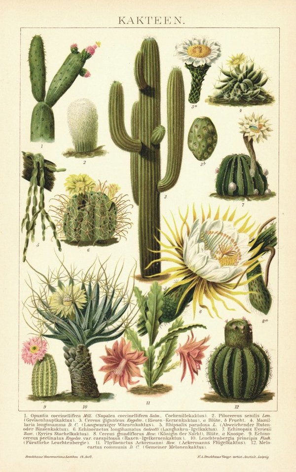 Kakteen. Lithographie von 1894