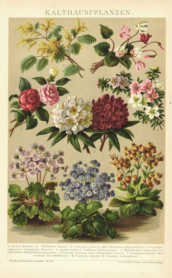 Kalthauspflanzen. Lithographie von 1894