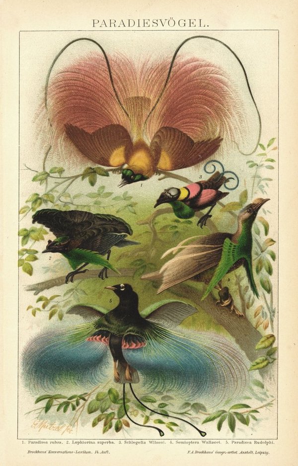 Paradiesvögel. Lithographie von 1894
