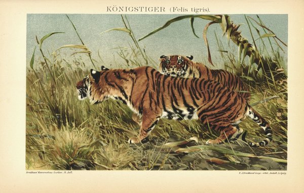 Königstiger. Lithographie von 1895