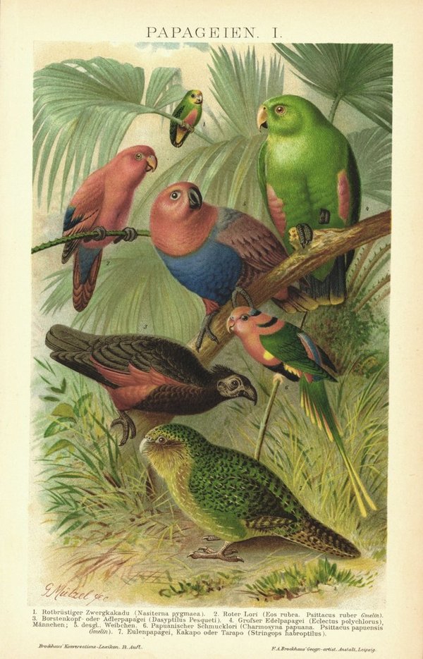 Papageien. Lithographie von 1894