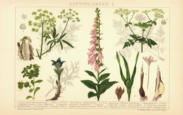 Giftpflanzen I. Lithographie von 1894