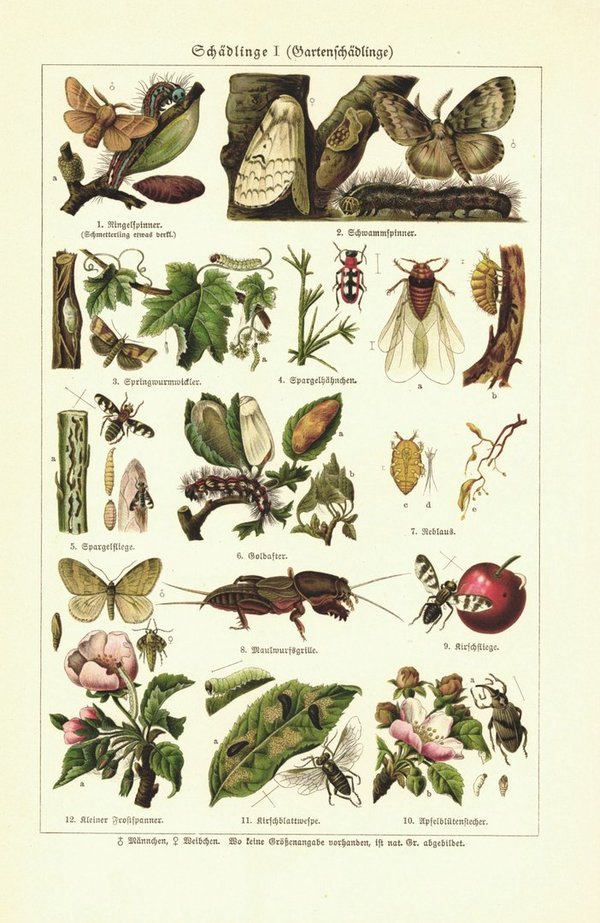 Schädlinge, Gartenschädlinge. Lithographie von 1925