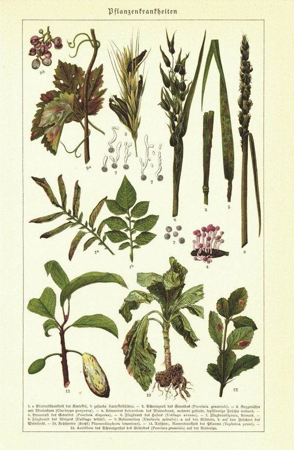 Pflanzenkrankheiten. Lithographie von 1925
