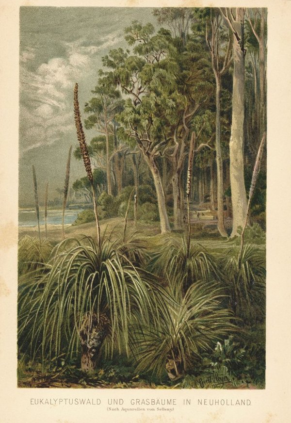 Eukalyptuswald und Grasbäume in Australien bzw. Neuholland. Lithographie von 1887