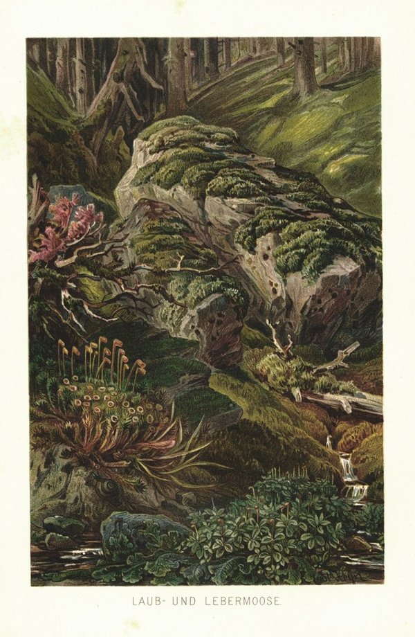 Laub- und Lebermoose. Lithographie von 1887