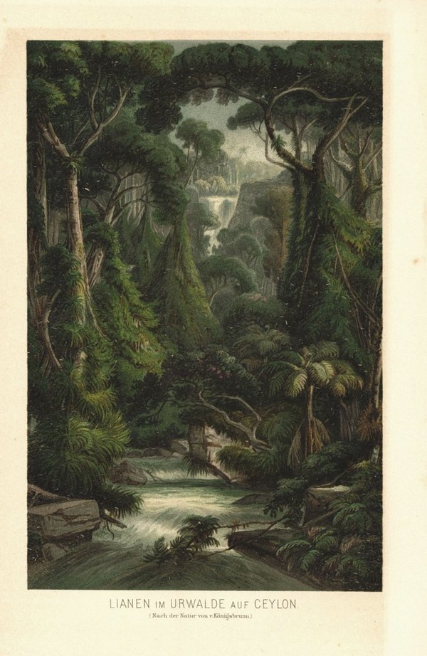 Lianen im Urwald auf Sri Lanka, ehem. Ceylon. Lithographie von 1887