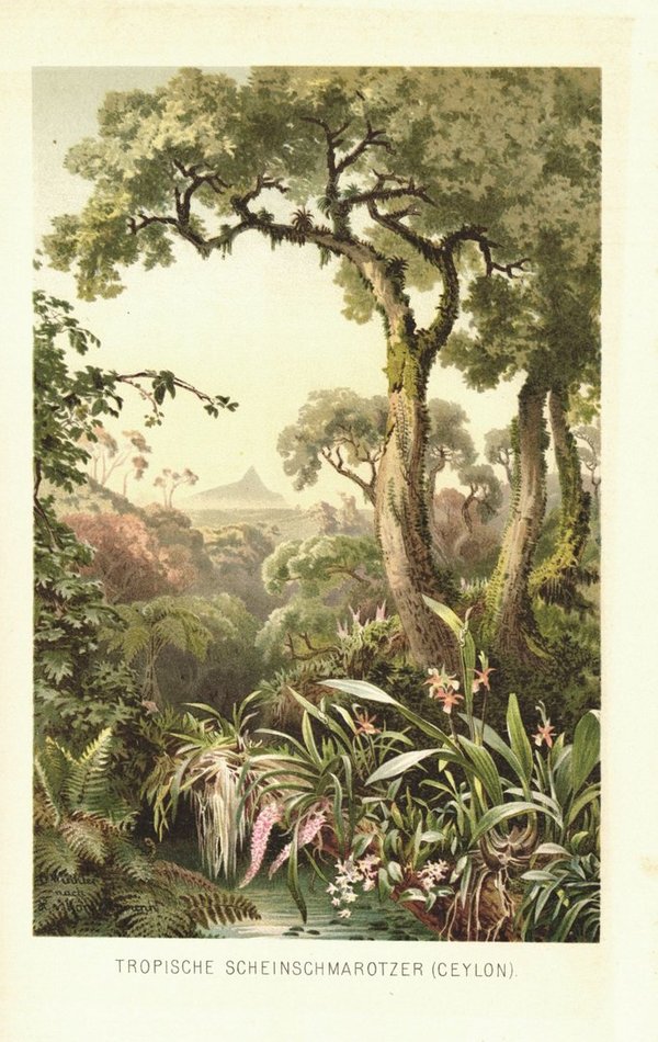 Tropische Schmarotzerpflanzen auf Sri Lanka, ehemals Ceylon. Lithographie von 1887
